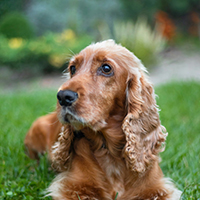 Cocker Spaniel