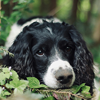 English Springer Spaniel