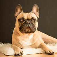 French Bulldog