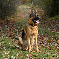 German Shepherd